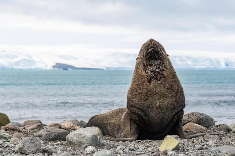 12D11N : Emblematic Antarctica