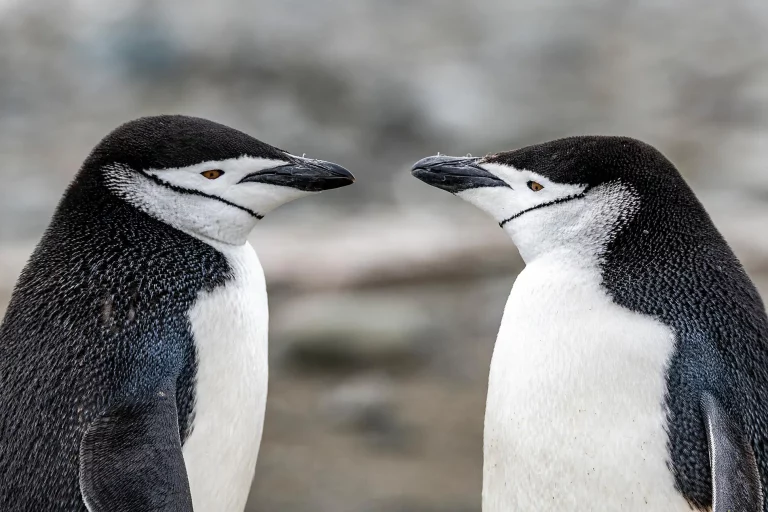 12D11N : Emblematic Antarctica