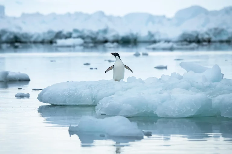 12D11N : Emblematic Antarctica