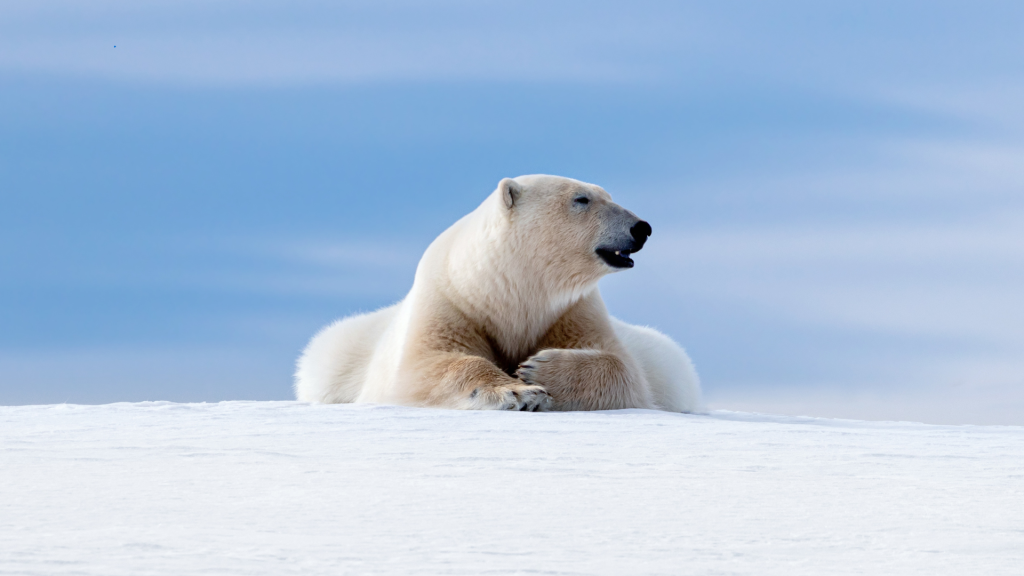 8D7N Arctic Svalbard/Spitsbergen Fjords & glaciers