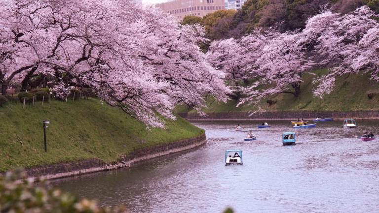 12D11N Circle Japan Cherry Blossoms (Roundtrip from Tokyo (Yokohama), Japan)