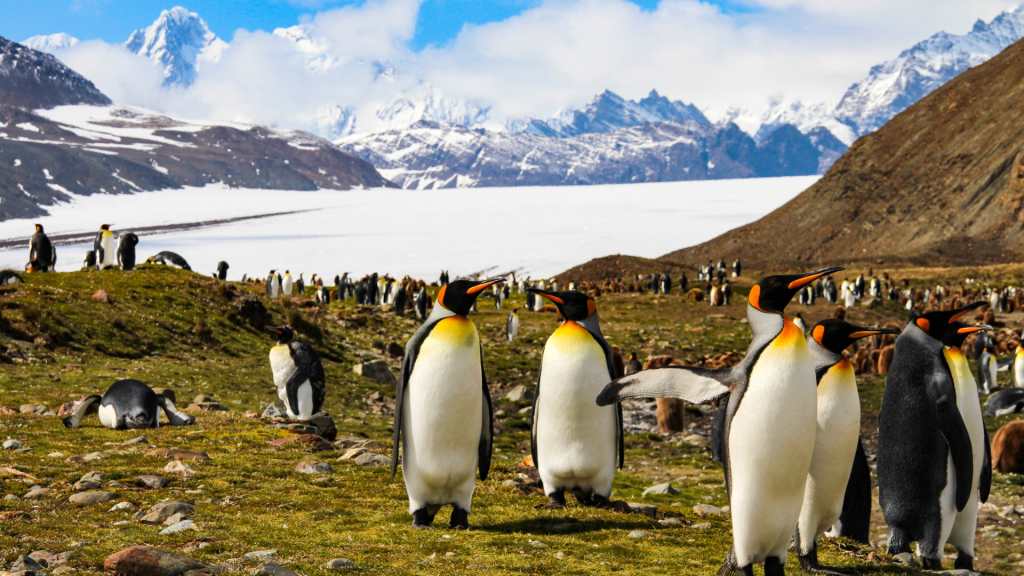 19D18N : Antarctica Great Austral Loop & South Georgia