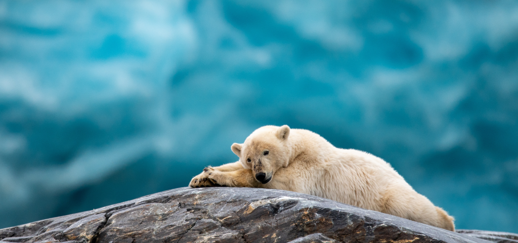 11D10N Cicumnavigation Spitsbergen – In the Realm of Polar Bears