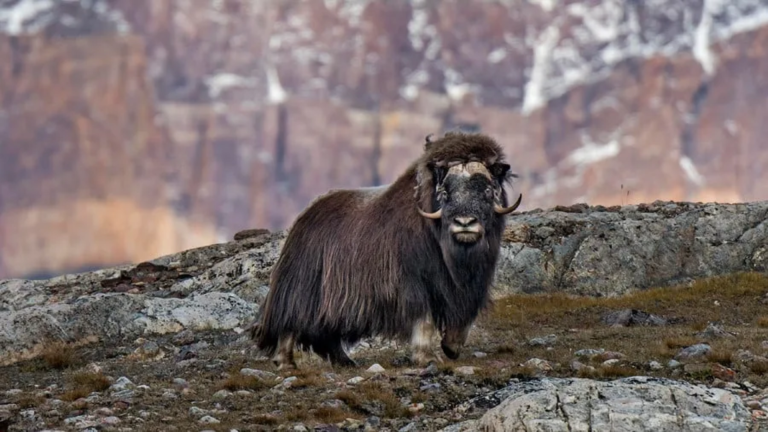 13D12N Greenland Ultimate Fjords and National Park