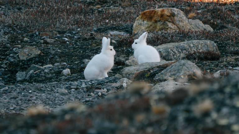 13D12N Greenland Ultimate Fjords and National Park