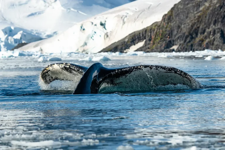 12D11N : Emblematic Antarctica
