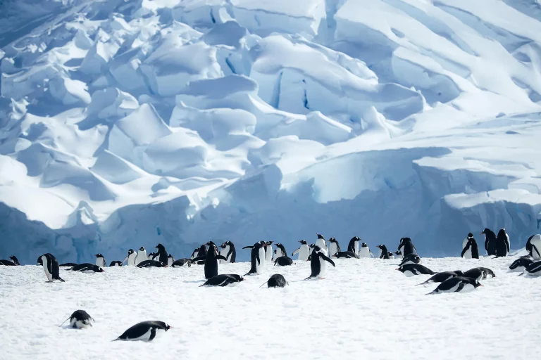 12D11N : Emblematic Antarctica