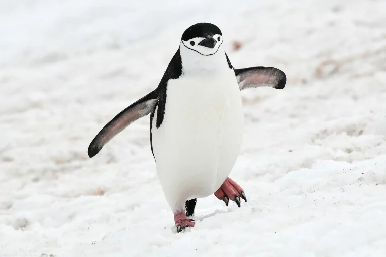 12D11N : Emblematic Antarctica