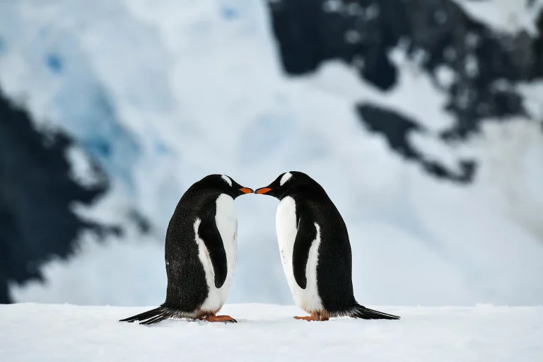 12D11N : Emblematic Antarctica
