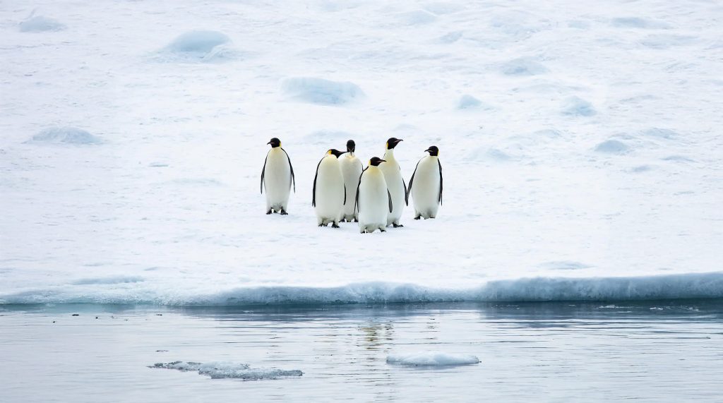 14D13N : Emperor Penguins of The Weddell Sea