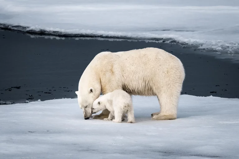 11D10N : Inuit Spring of Ammassalik