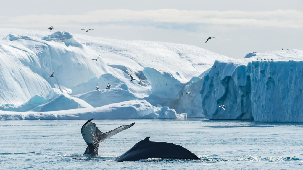 14D13N Baffin Bay Secrets