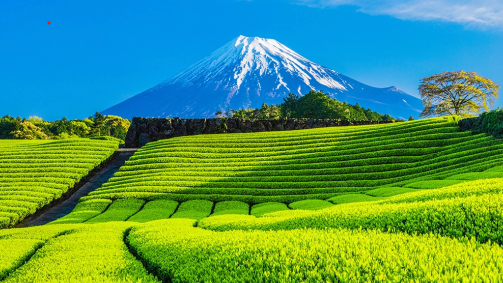 8D7N : Japan Bespoke Voyage 1B (Busan – Yokohama)