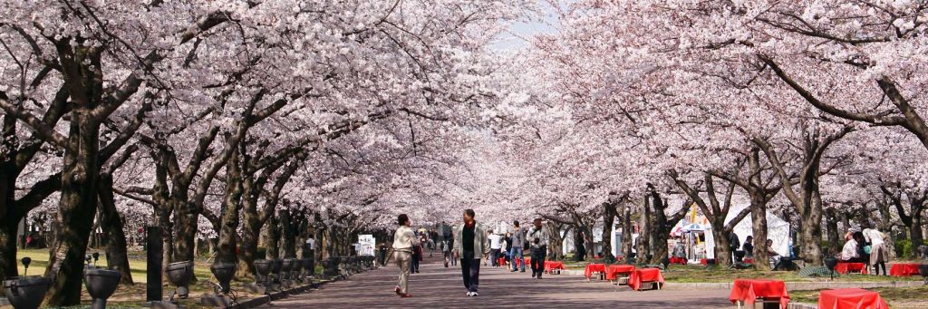 12D11N Circle Japan Cherry Blossoms (Roundtrip from Tokyo (Yokohama), Japan)
