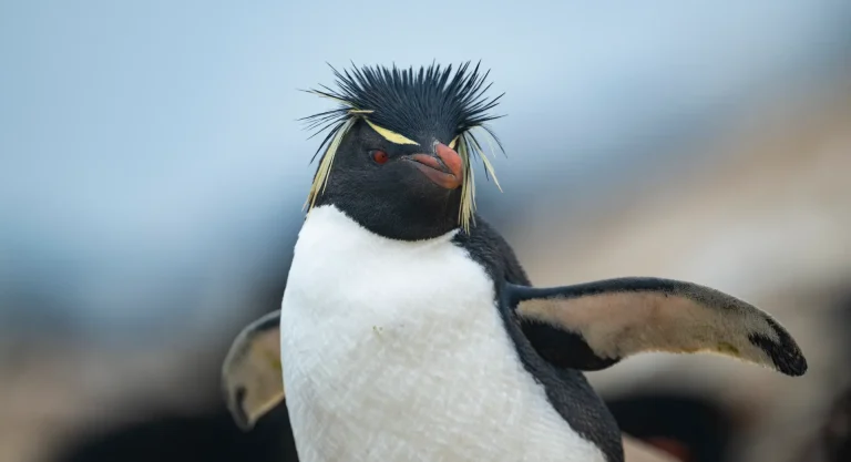 SWAN HELLENIC : 20D18N The Falkland Islands South Georgia Roundtrip Cruise