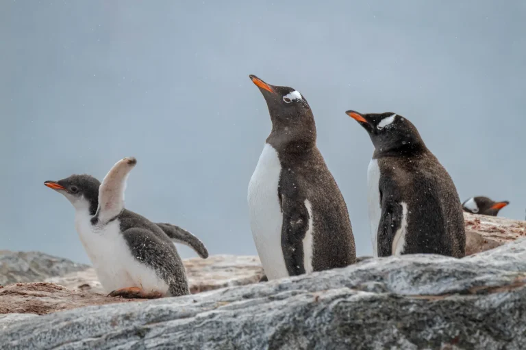 SWAN HELLENIC : 20D18N The Falkland Islands South Georgia Roundtrip Cruise