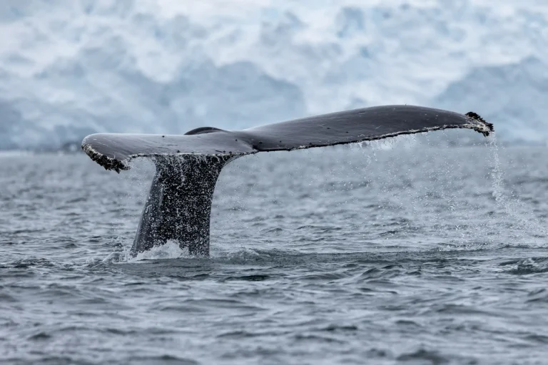 SWAN HELLENIC : 20D18N The Falkland Islands South Georgia Roundtrip Cruise