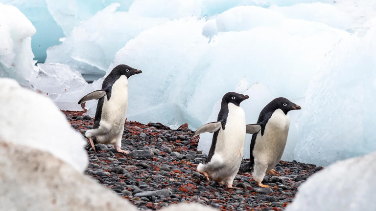 Expedition Luxury