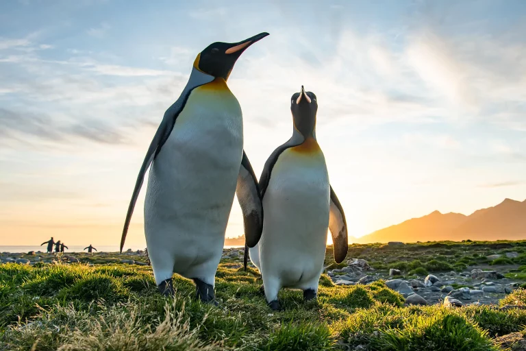 19D18N : Antarctica Great Austral Loop & South Georgia