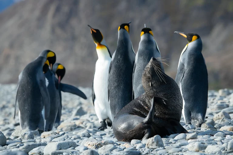 19D18N : Antarctica Great Austral Loop & South Georgia