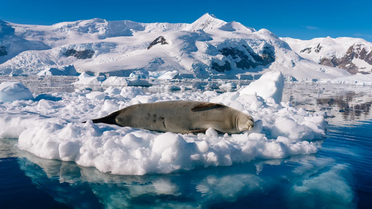 16D15N Iconic Antarctica – The Explorer’s Route