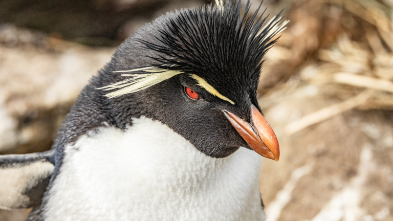16D15N Iconic Antarctica – The Explorer’s Route