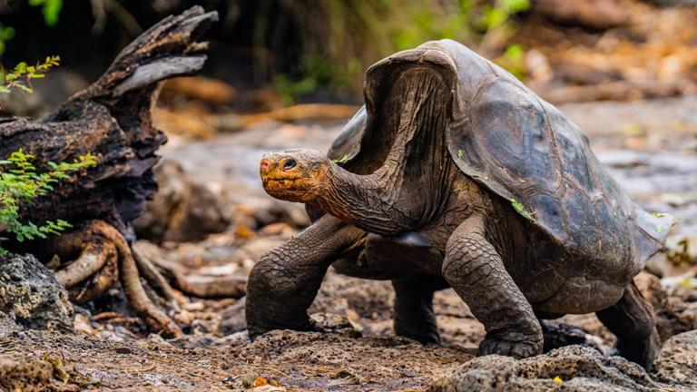 12D11N Galápagos Islands – In Darwin’s Footsteps Plus Machu Picchu