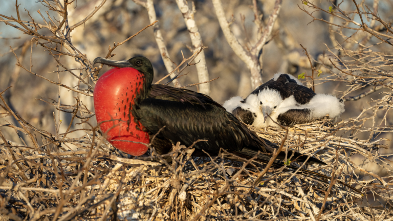 12D11N Galápagos Islands – In Darwin’s Footsteps Plus Machu Picchu