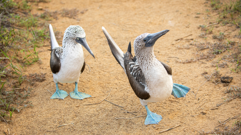12D11N Galápagos Islands – In Darwin’s Footsteps Plus Machu Picchu