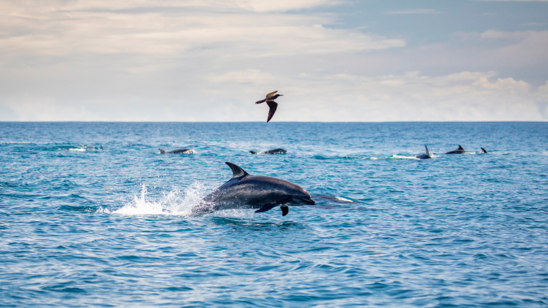 12D11N Galápagos Islands – In Darwin’s Footsteps Plus Machu Picchu