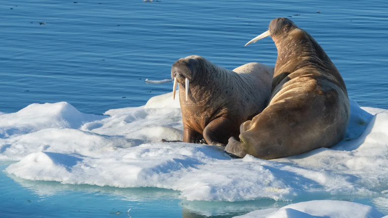 11D10N Circumnavigation Spitsbergen – In the Realm of Polar Bears