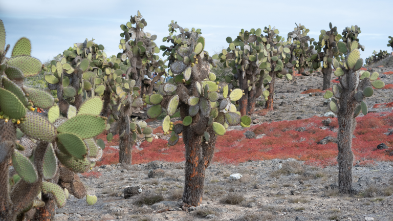 12D11N Galápagos Islands – In Darwin’s Footsteps Plus Machu Picchu