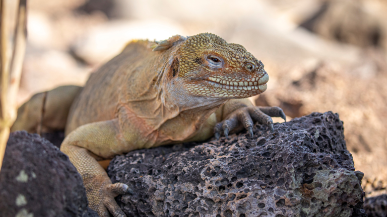 12D11N Galápagos Islands – In Darwin’s Footsteps Plus Machu Picchu