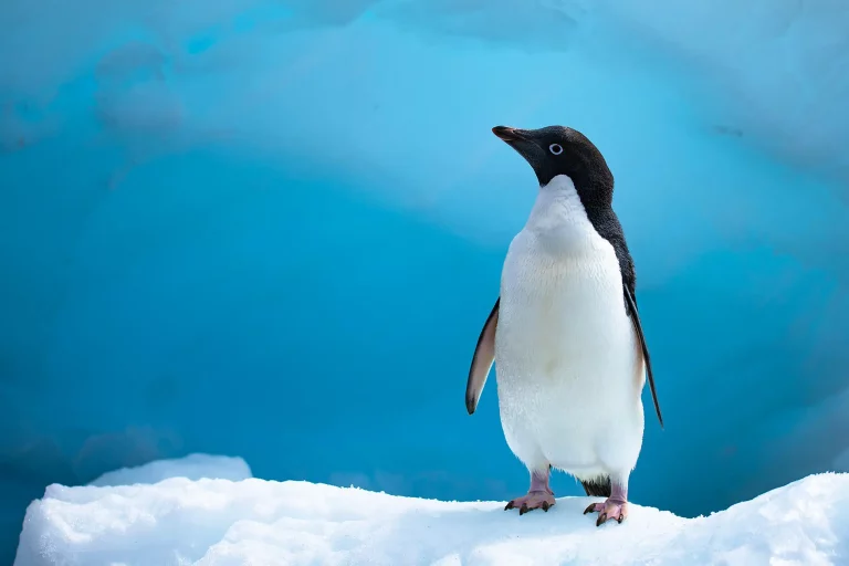 14D13N : Emperor Penguins of The Weddell Sea