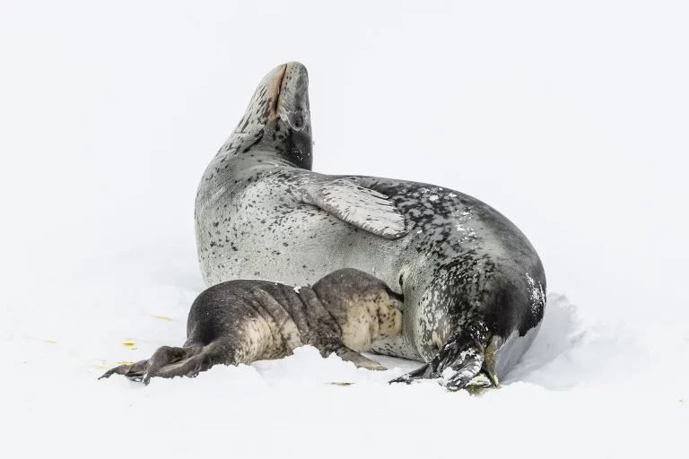 14D13N : Emperor Penguins of The Weddell Sea