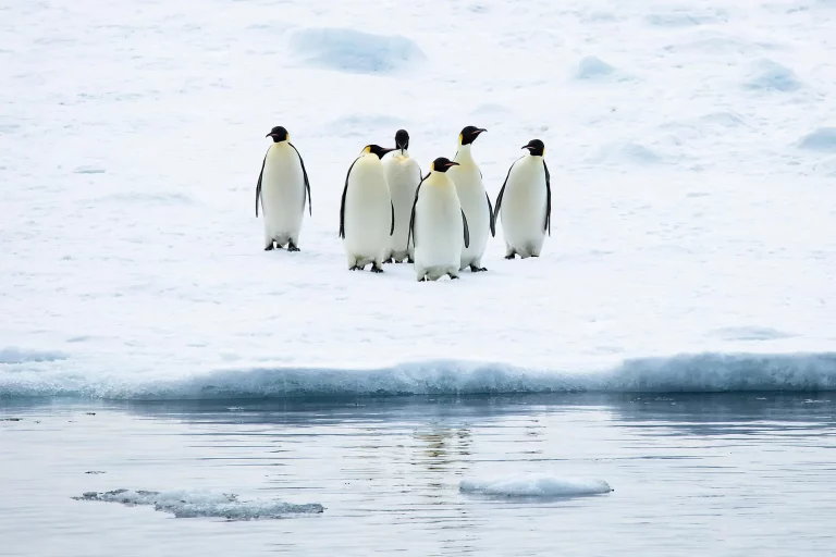 14D13N : Emperor Penguins of The Weddell Sea
