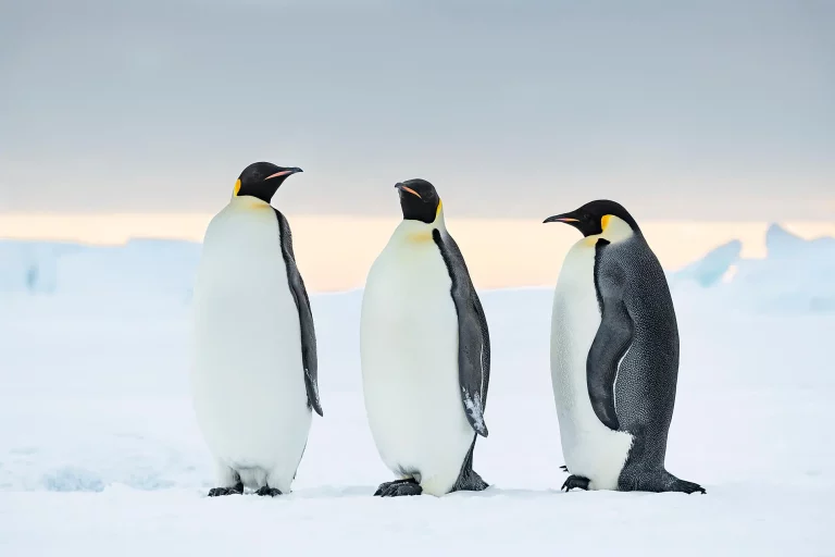 14D13N : Emperor Penguins of The Weddell Sea