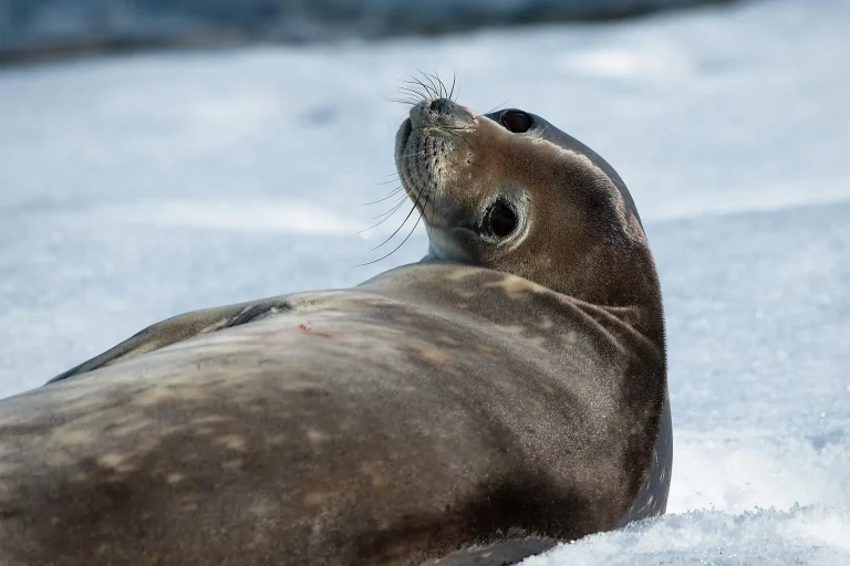 12D11N : Emblematic Antarctica