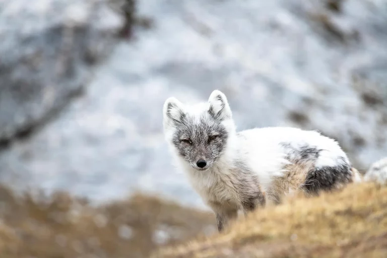 8D7N Arctic Svalbard/Spitsbergen Fjords & glaciers