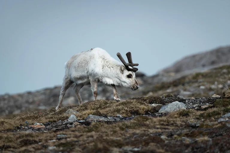 8D7N Arctic Svalbard/Spitsbergen Fjords & glaciers