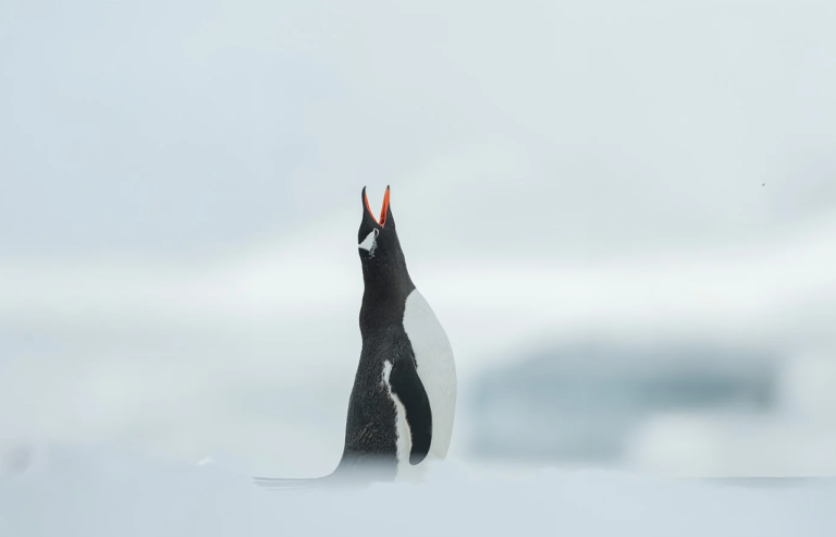 SWAN HELLENIC : 16D12N Antarctic Wonders (All Inclusive)