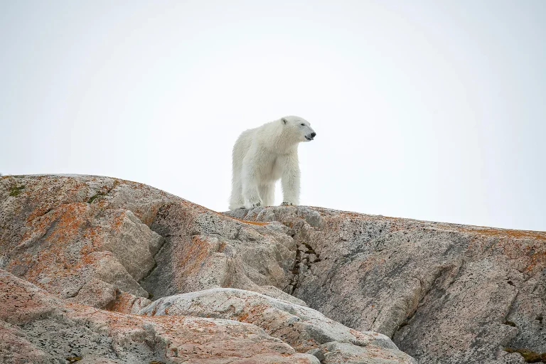 11D10N : Polar Nights: From the North Cape to Spitsbergen