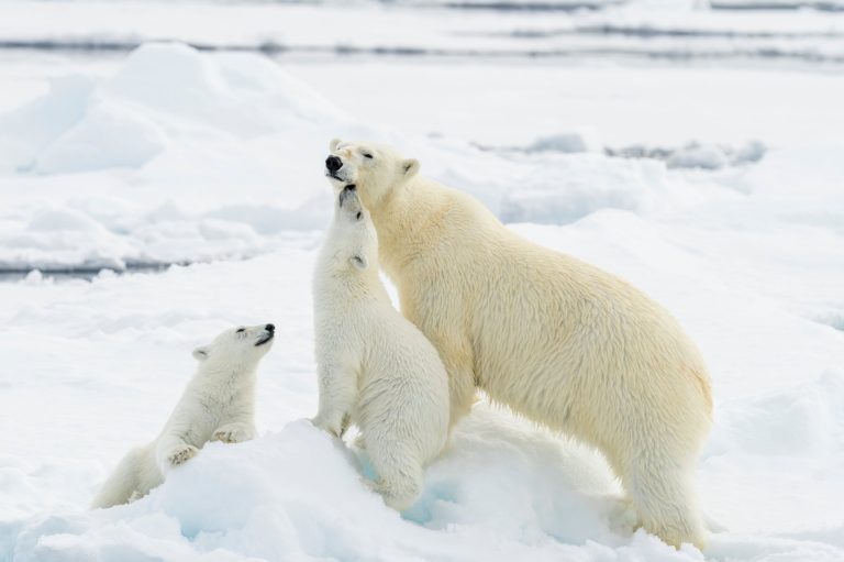 8D7N Arctic Svalbard/Spitsbergen Fjords & glaciers