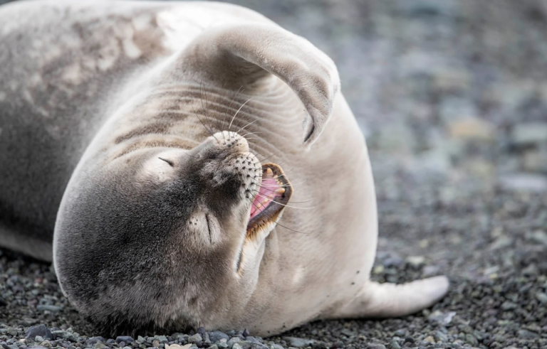 SWAN HELLENIC : 16D12N Antarctic Wonders (All Inclusive)