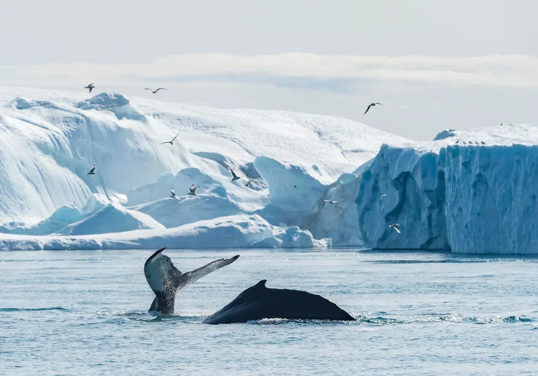 20D19N : In the heart of the Northwest Passage