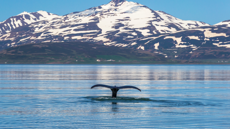 8D7N: Disko Bay and Inuit villages