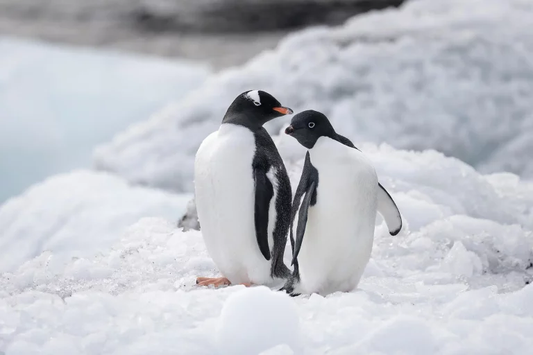 22D21N : Scott & Shackleton’s Antarctic – Ross Sea Expedition