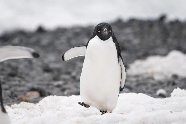 22D21N : Scott & Shackleton’s Antarctic – Ross Sea Expedition