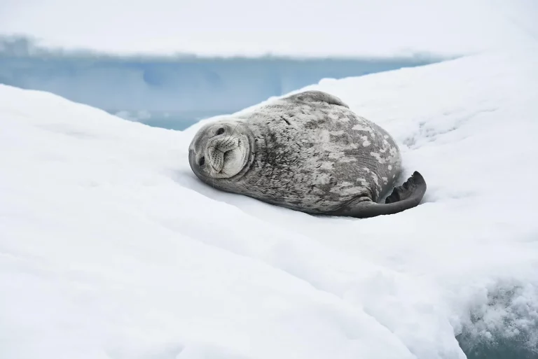 22D21N : Scott & Shackleton’s Antarctic – Ross Sea Expedition