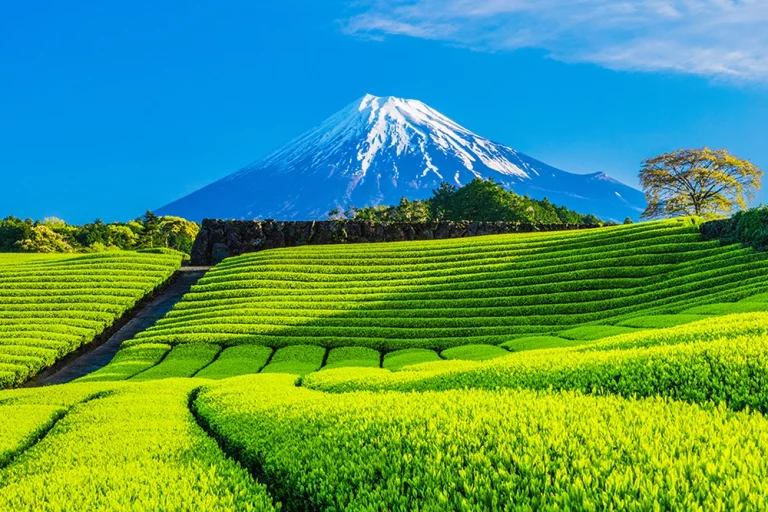 8D7N : Japan Bespoke Voyage 2A (Yokohama – Busan)